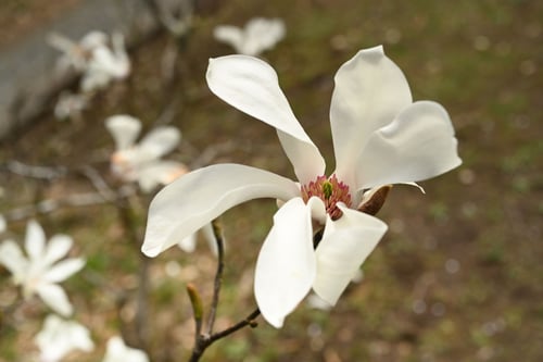 花,コブシ,きたこぶし,北辛夷