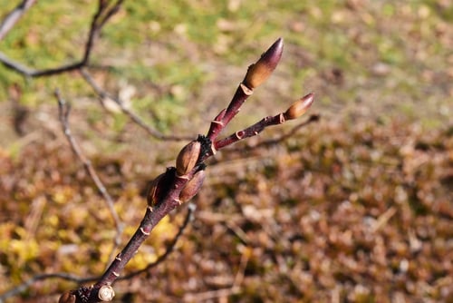 くろやなぎ,樹木,クロヤナギ