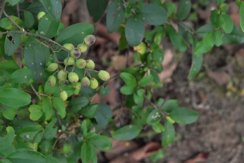 プリペット,ぷりぺっと,プリベットの実
