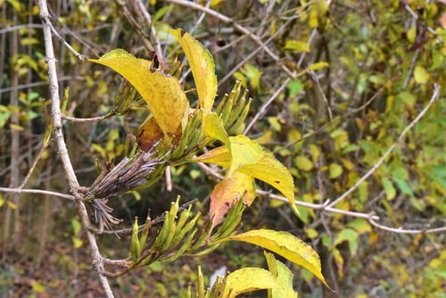 箱根,はこねうつぎ,紅葉,ハコネウツギ