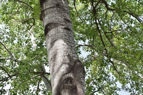 Silver leaved poplar