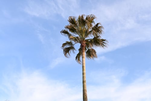 わしんとんやしの木,画像,ワシントンヤシ