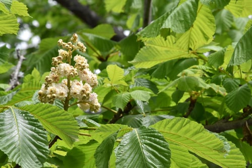 トチノキとマロニエの違い,トチノキ