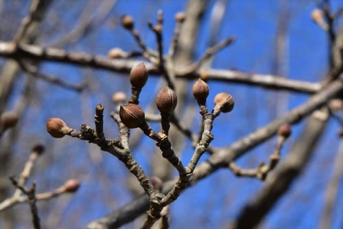 さんしゅゆ,木,サンシュユ、sannsyuyu 
