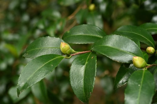 さざんか,山茶花