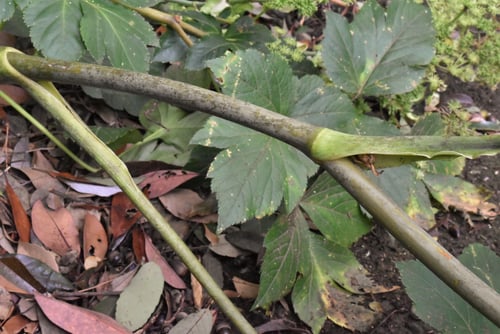 あしたば,茎,アシタバ,明日葉