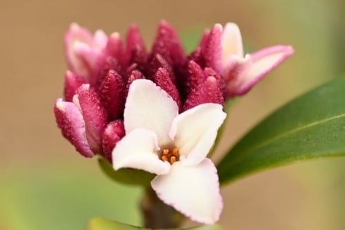 沈丁花,じんちょうげ,ちんちょうげ,雄しべ,雌しべ