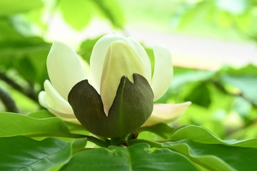 朴ノ木,ほおのき,特徴,ホオノキ,朴