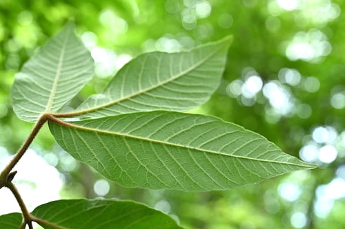 千里眼の木,メグスリノキ,めぐすりのき