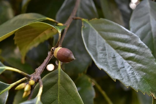 シラカシ,樫の見分け方