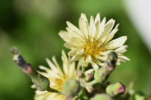 あきののげし,植物,アキノノゲシ