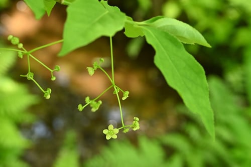 ツリバナ,植物,つりばなの木にはどんな花が咲きますか