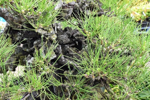 黒松の変種,品種,クロマツ