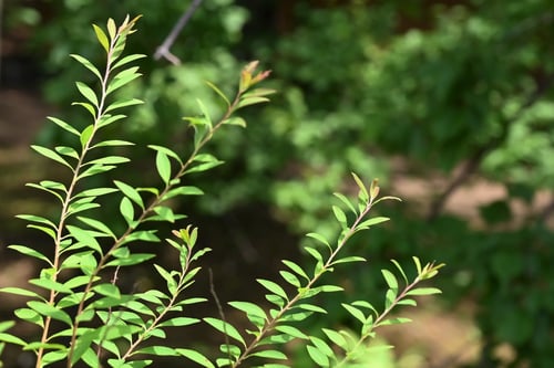 ユキヤナギの葉っぱ,画像,ゆきやなぎ