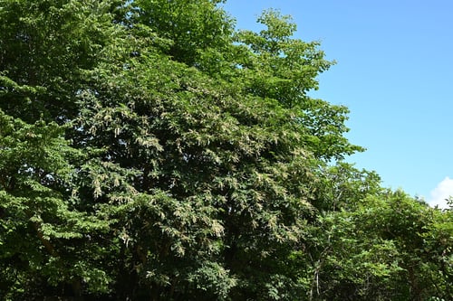 りょうぶの木,樹形,果実,リョウブ