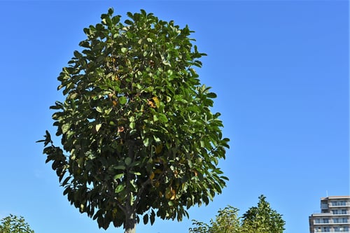 花,コブシ,剪定例