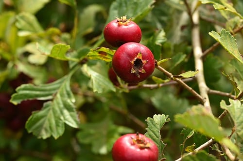 さんざし,赤い果実