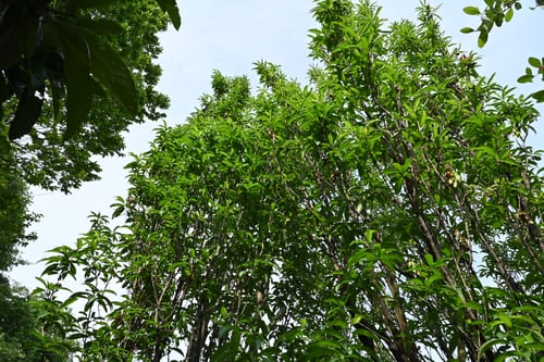 はなもも,ハナモモ