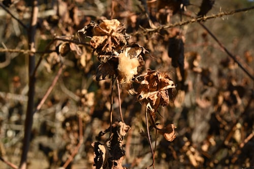 綿の花,わた,ワタ,植物