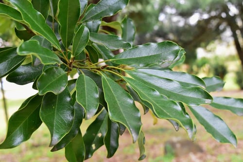 オガタマノキの葉,おがたまのき