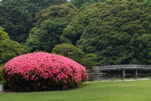 さつきつつじ,サツキツツジ