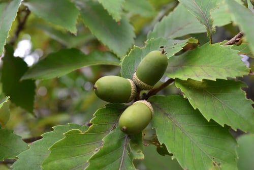 コナラ,ドングリ
