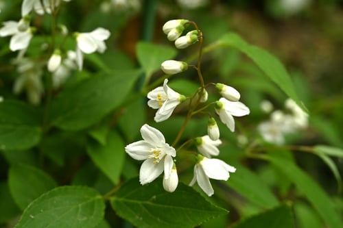 ひめうつぎの花,ヒメウツギ,植物