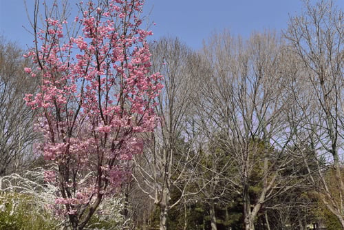 樹形,樹姿,ヨウコウザクラ