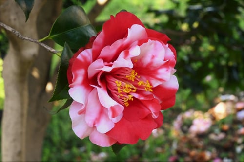 紋繻子（もんじゅす）