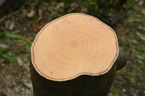 しらかし,材木,シラカシ