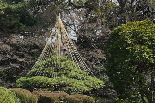 黒松,クロマツ,ゆきつり