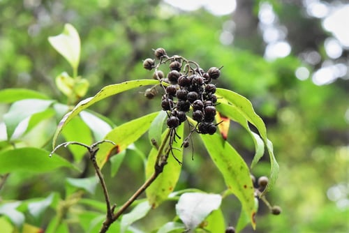 アセビ,馬酔木,実,画像,あせび