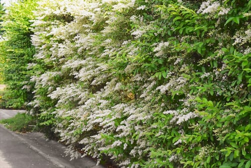 プリペットの花,ぷりぺっと,画像