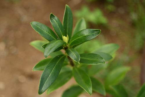 沈丁花,じんちょうげ,葉っぱ,ちんちょうげ