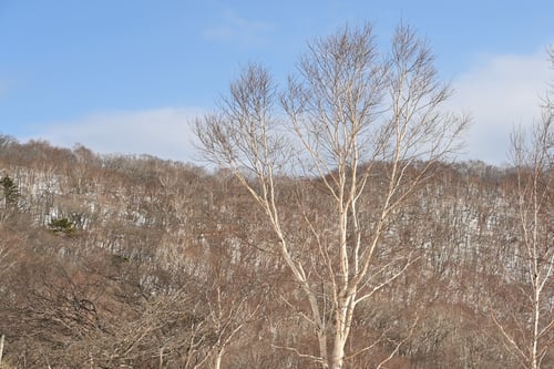 白樺,しらかんば,樹形,シラカバ