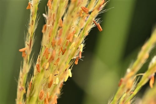 すすき,ススキ,おばな,オバナ