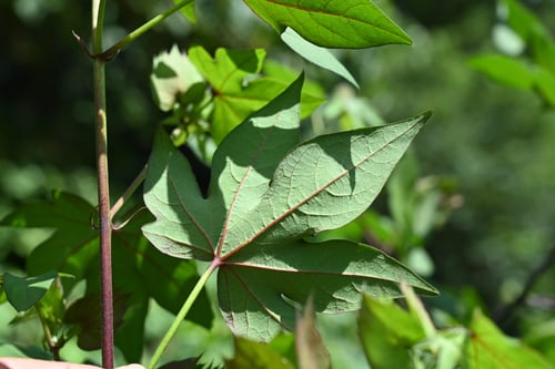綿の花,Cotton flower