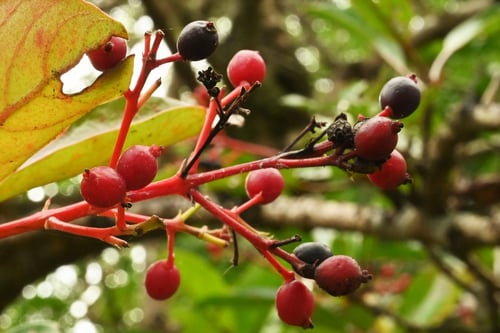 珊瑚樹,果実,サンゴジュ,さんごじゅ
