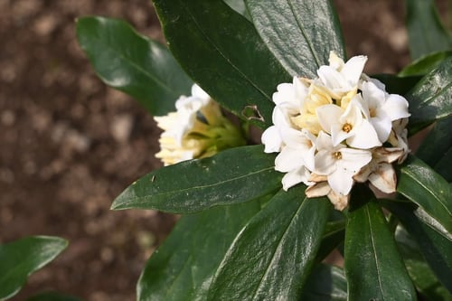 沈丁花,真っ白の沈丁花,じんちょうげ,白花,画像