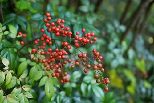 なんてん,樹木,南天の木,ナンテン