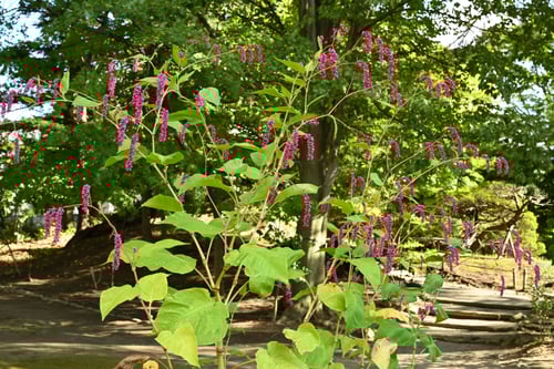 おおけたで,植物,オオケタデ