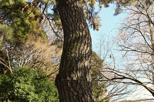 あいぐろまつ,黒松と赤松の違い