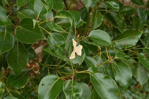 クスノキの害虫,くすのき,楠木