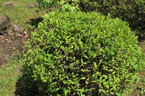 剪定,ヒメウツギ,ひめうつぎ