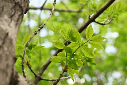 やちだもの木,ヤチダモ,樹木