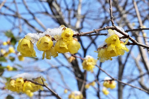 ソシンロウバイ,雪とそしんろうばい