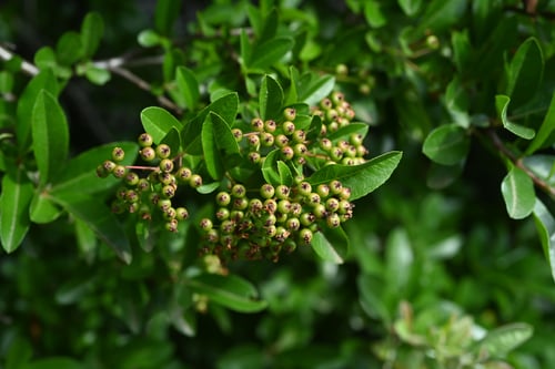 ぴらかんさ,木,ピラカンサ