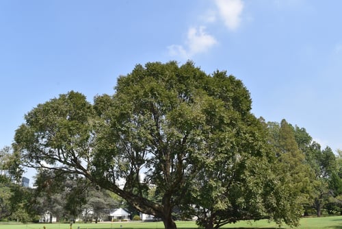 春楡,ハルニレ,樹木,はるにれ