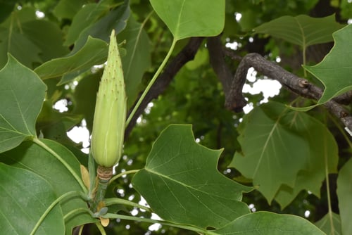 ちゅーりっぷつりー,ユリノキ