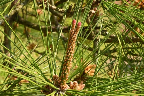 黒松の花,雌雄,くろまつ,クロマツ